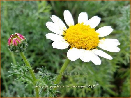 Anacyclus pyrethrum var. depressus