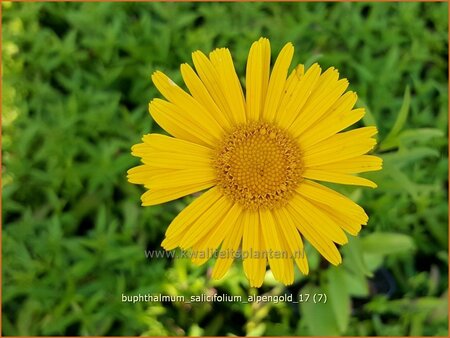 Buphthalmum salicifolium &#39;Alpengold&#39;