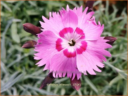 Dianthus allwoodii