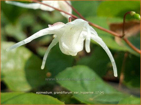 Epimedium grandiflorum var. higoense