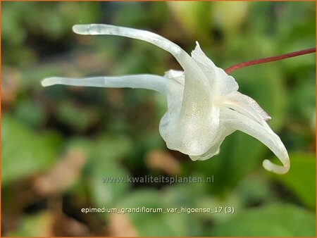 Epimedium grandiflorum var. higoense