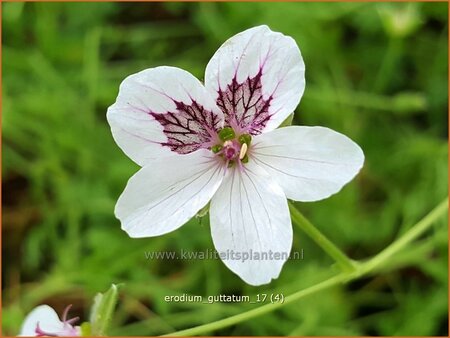 Erodium guttatum