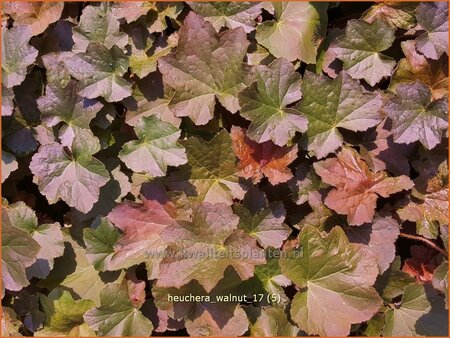 Heuchera &#39;Walnut&#39;