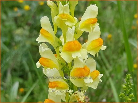 Linaria vulgaris