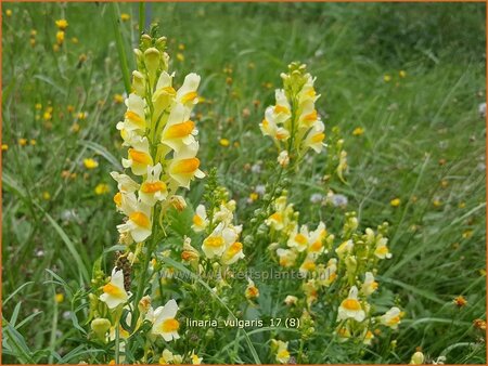 Linaria vulgaris