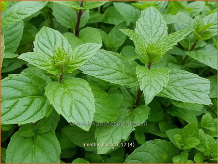 Mentha spicata