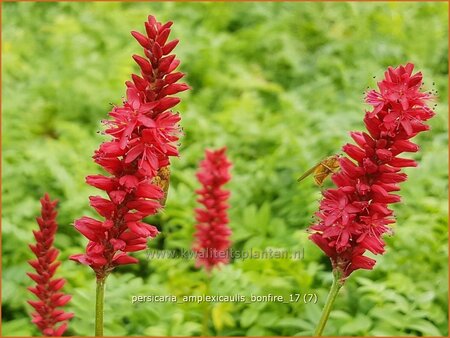 Persicaria amplexicaulis &#39;Bonfire&#39;