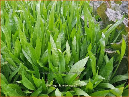 Plantago lanceolata