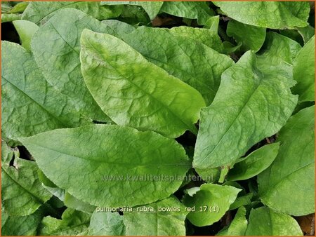 Pulmonaria rubra &#39;Bowles Red&#39;