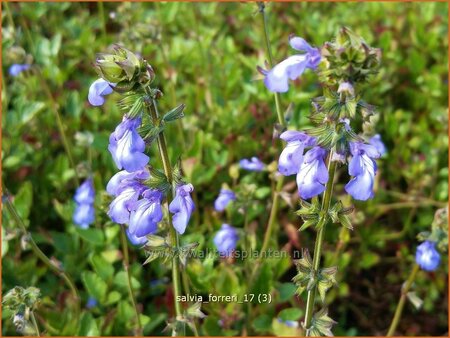 Salvia forreri