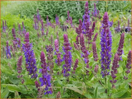 Salvia nemorosa &#39;Blue Bouquetta&#39;