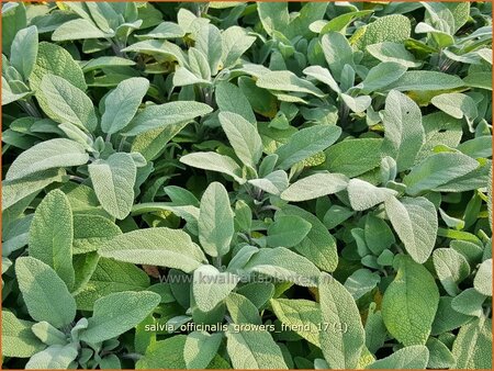 Salvia officinalis 'Grower's Friend'