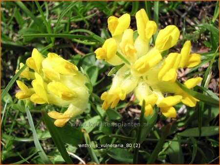 Anthyllis vulneraria