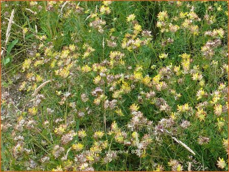 Anthyllis vulneraria