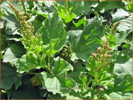 Chenopodium bonus-henricus