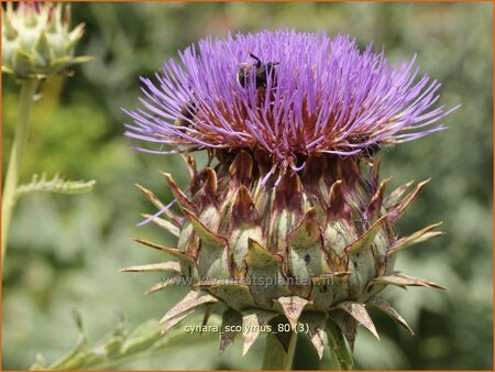 Cynara scolymus