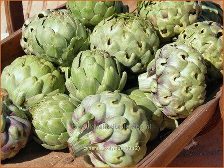 Cynara scolymus