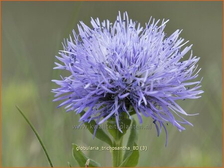 Globularia trichosantha