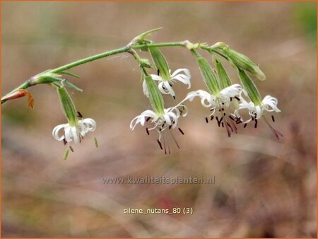 Silene nutans