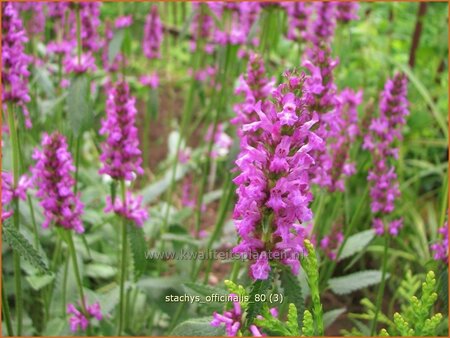 Stachys officinalis