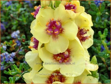 Verbascum &#39;Dark Eyes&#39;