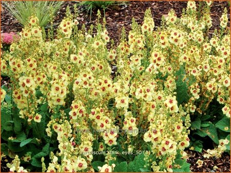 Verbascum &#39;Dark Eyes&#39;