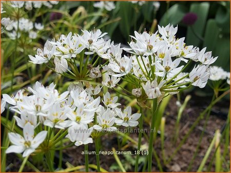 Allium neapolitanum