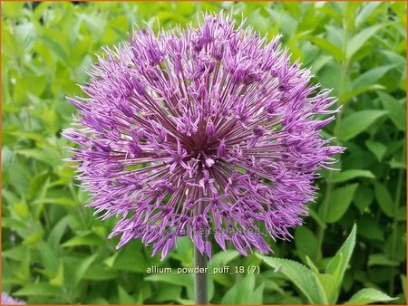 Allium &#39;Powder Puff&#39;