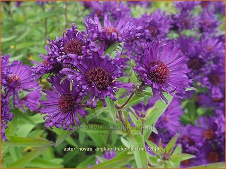 Aster novae-angliae &#39;Helen Picton&#39;