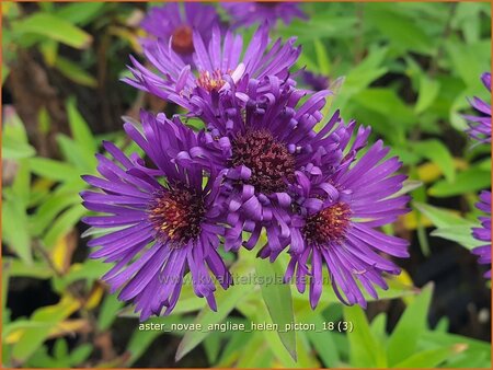 Aster novae-angliae &#39;Helen Picton&#39;