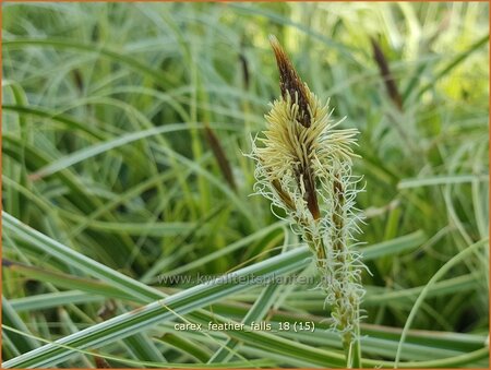 Carex &#39;Feather Falls&#39;