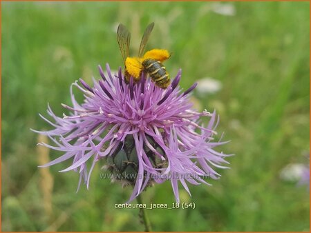 Centaurea jacea