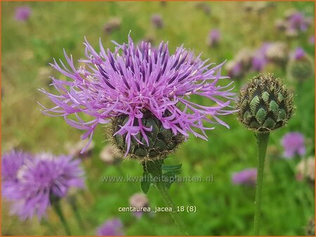 Centaurea jacea