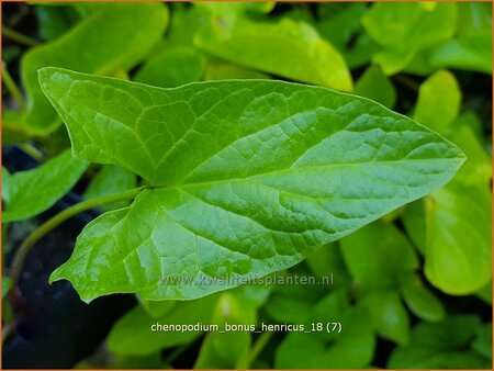 Chenopodium bonus-henricus