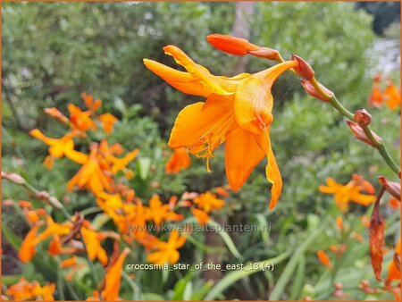 Crocosmia &#39;Star of the East&#39;