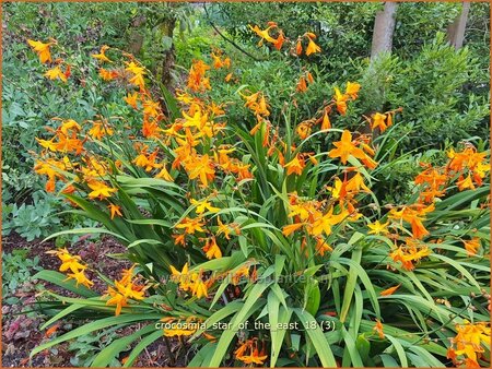 Crocosmia &#39;Star of the East&#39;