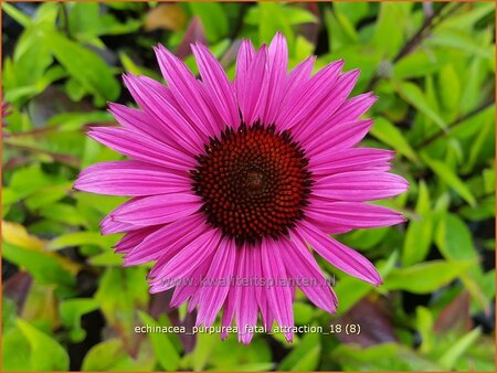 Echinacea purpurea &#39;Fatal Attraction&#39;