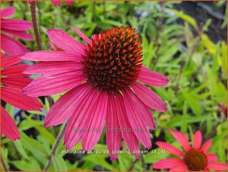 Echinacea purpurea &#39;Glowing Dream&#39;