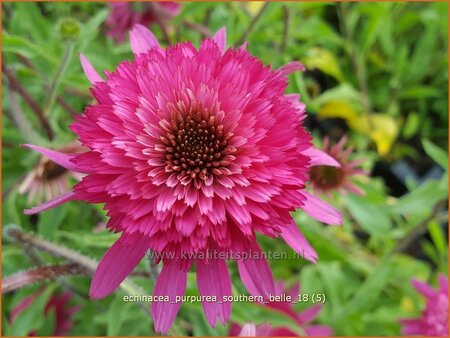 Echinacea purpurea &#39;Southern Belle&#39;