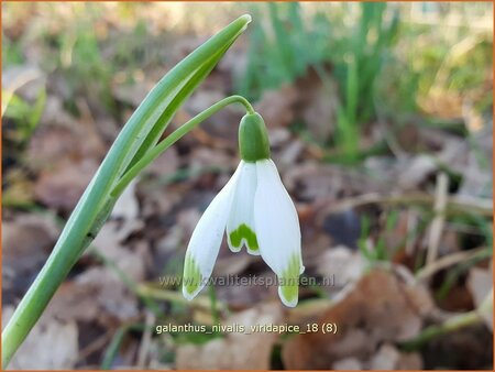 Galanthus nivalis &#39;Viridapice&#39;