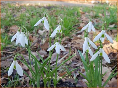 Galanthus &#39;S. Arnott&#39;