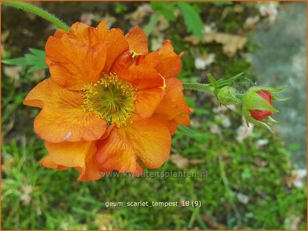 Geum &#39;Scarlet Tempest&#39;