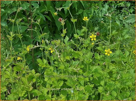 Geum urbanum