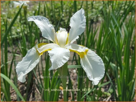 Iris sibirica &#39;Snow Queen&#39;