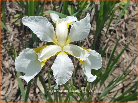 Iris sibirica &#39;Snow Queen&#39;