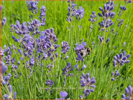 Lavandula angustifolia &#39;Dwarf Blue&#39;