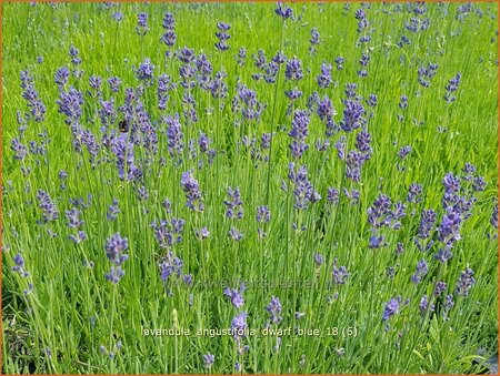 Lavandula angustifolia &#39;Dwarf Blue&#39;