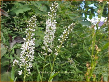 Lysimachia ephemerum