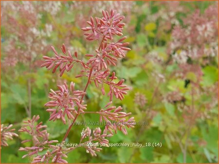 Macleaya microcarpa &#39;Spetchley Ruby&#39;