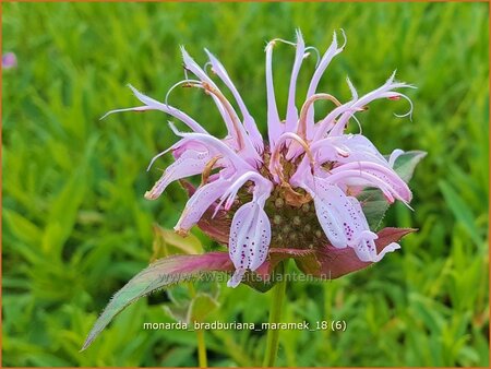 Monarda bradburiana &#39;Maramek&#39;